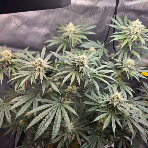 Cob's Copper Candy growlog timeline photo