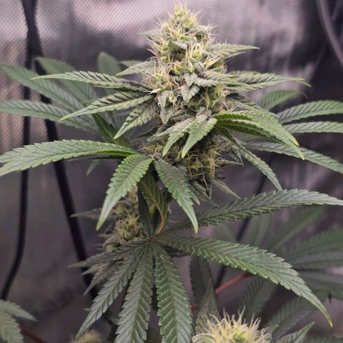 Cob's Copper Candy growlog timeline photo