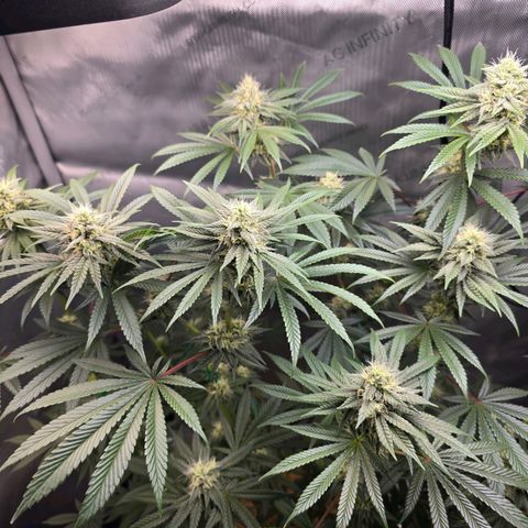 Cob's Copper Candy growlog timeline photo