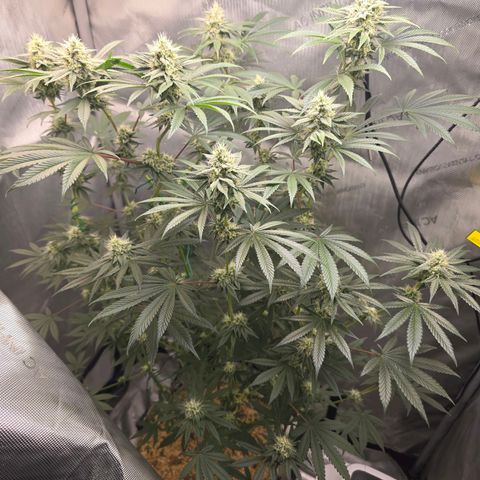 Cob's Copper Candy growlog timeline photo