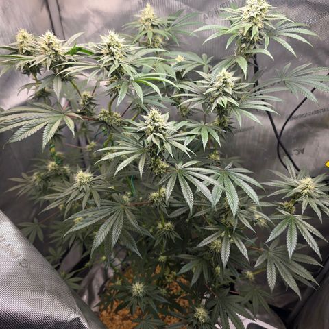 Cob's Copper Candy growlog timeline photo