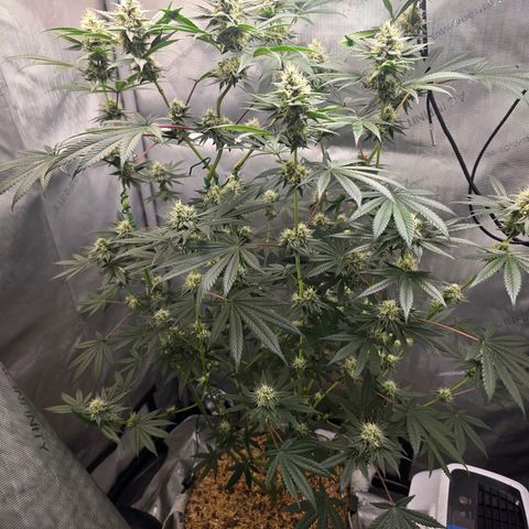 Cob's Copper Candy growlog timeline photo