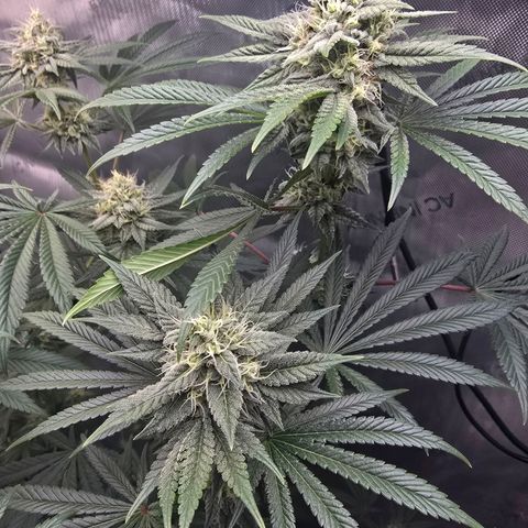 Cob's Copper Candy growlog timeline photo