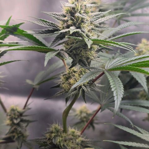 Cob's Copper Candy growlog timeline photo