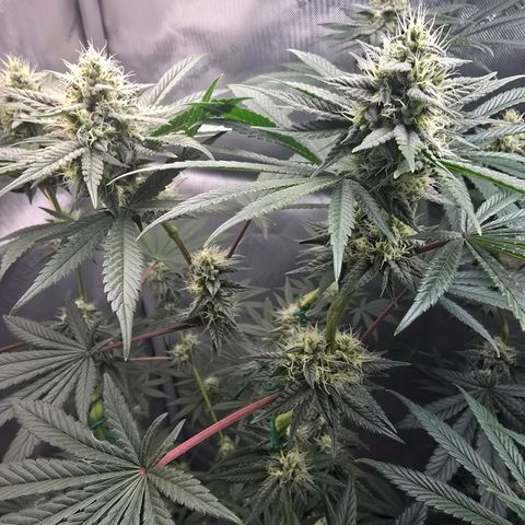 Cob's Copper Candy growlog timeline photo