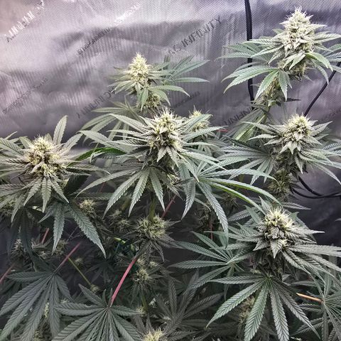 Cob's Copper Candy growlog timeline photo