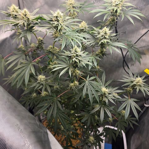 Cob's Copper Candy growlog timeline photo