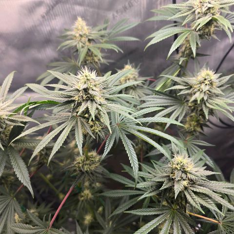 Cob's Copper Candy growlog timeline photo