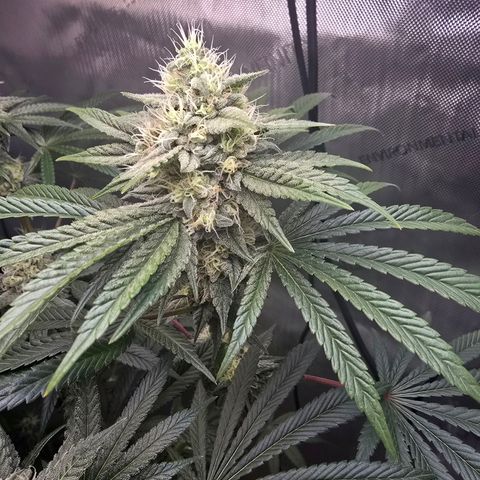 Cob's Copper Candy growlog timeline photo