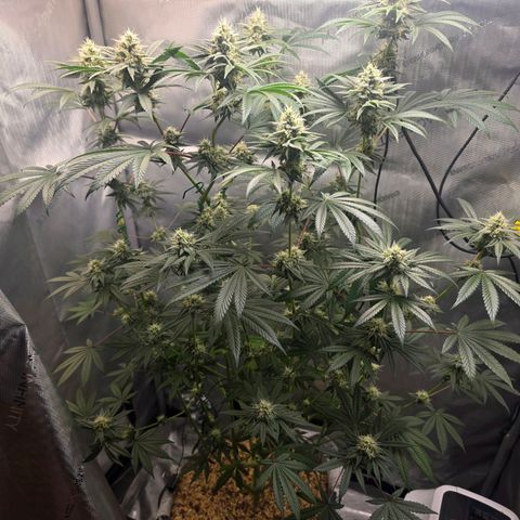 Cob's Copper Candy growlog timeline photo
