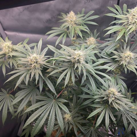 Cob's Copper Candy growlog timeline photo