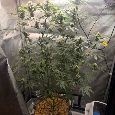 Cob's Copper Candy growlog timeline photo