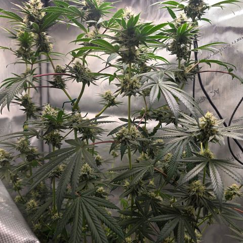 Cob's Copper Candy growlog timeline photo