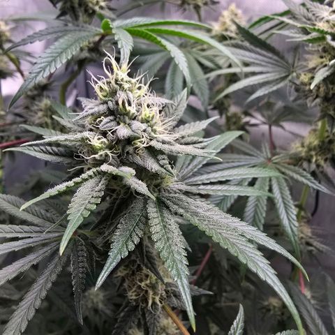 Cob's Copper Candy growlog timeline photo
