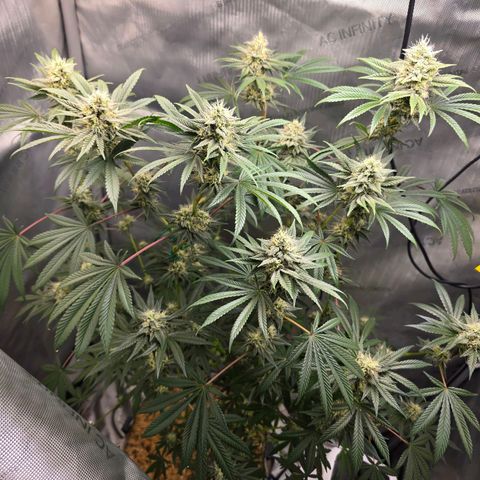 Cob's Copper Candy growlog timeline photo