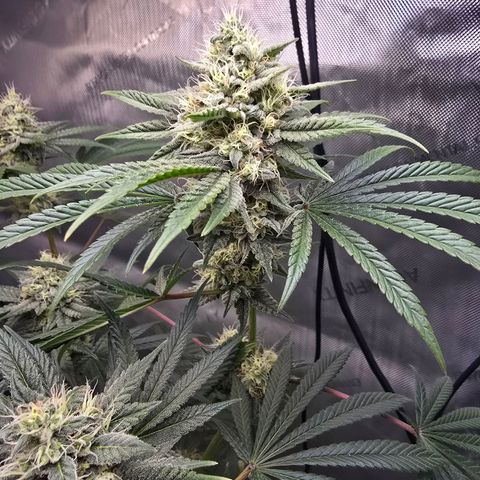 Cob's Copper Candy growlog timeline photo