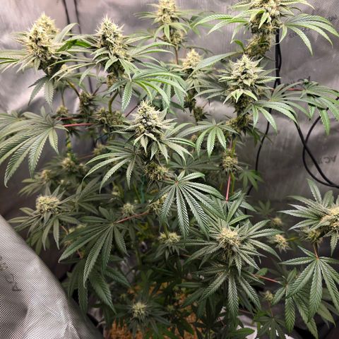 Cob's Copper Candy growlog timeline photo