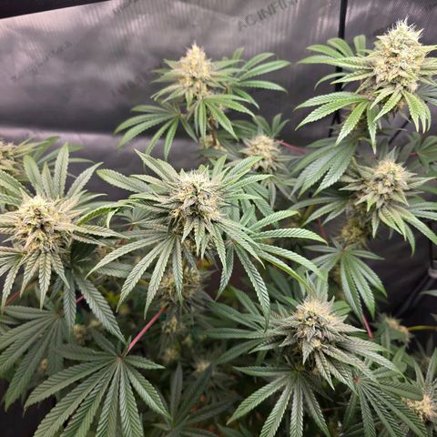 Cob's Copper Candy growlog timeline photo