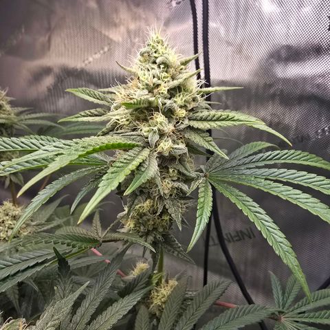 Cob's Copper Candy growlog timeline photo