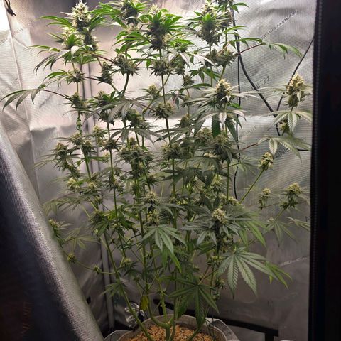 Cob's Copper Candy growlog timeline photo