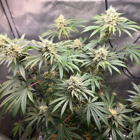 Cob's Copper Candy growlog timeline photo