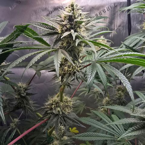 Cob's Copper Candy growlog timeline photo