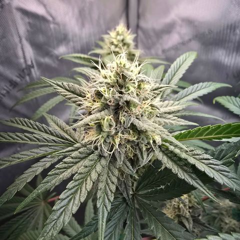 Cob's Copper Candy growlog timeline photo