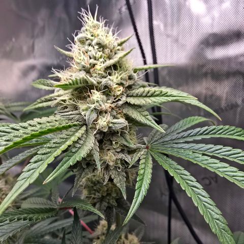 Cob's Copper Candy growlog timeline photo