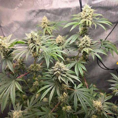 Cob's Copper Candy growlog timeline photo