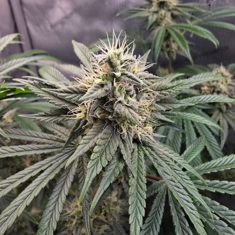 Cob's Copper Candy growlog timeline photo