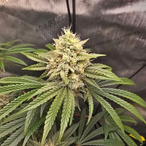 Cob's Copper Candy growlog timeline photo