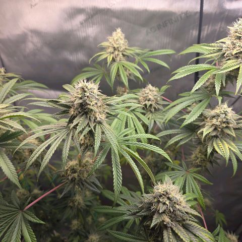 Cob's Copper Candy growlog timeline photo