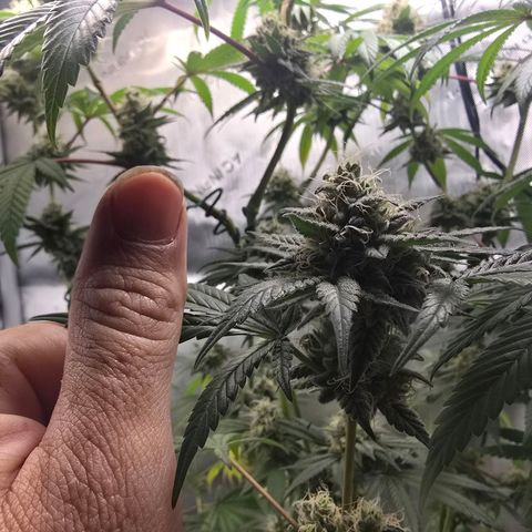 Cob's Copper Candy growlog timeline photo