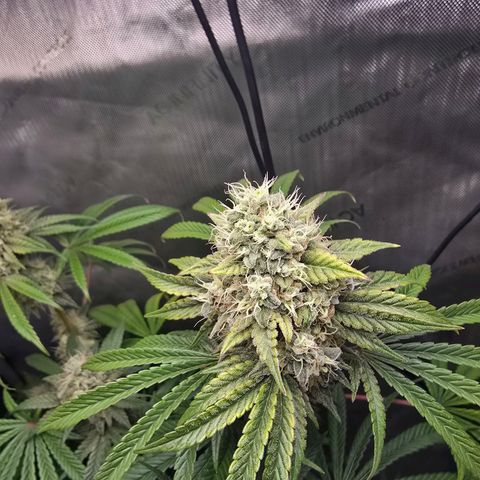 Cob's Copper Candy growlog timeline photo