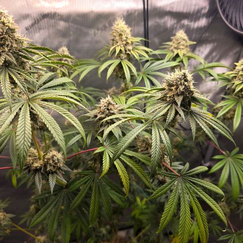 Cob's Copper Candy growlog timeline photo