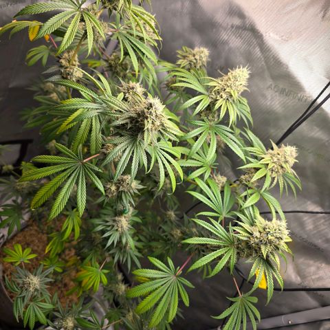 Cob's Copper Candy growlog timeline photo