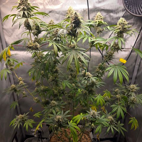 Cob's Copper Candy growlog timeline photo