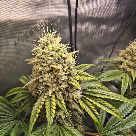 Cob's Copper Candy growlog timeline photo