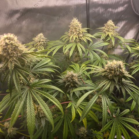 Cob's Copper Candy growlog timeline photo