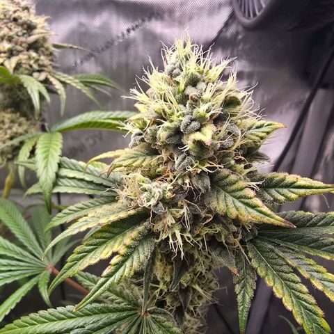 Cob's Copper Candy growlog timeline photo