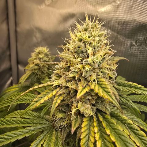 Cob's Copper Candy growlog timeline photo