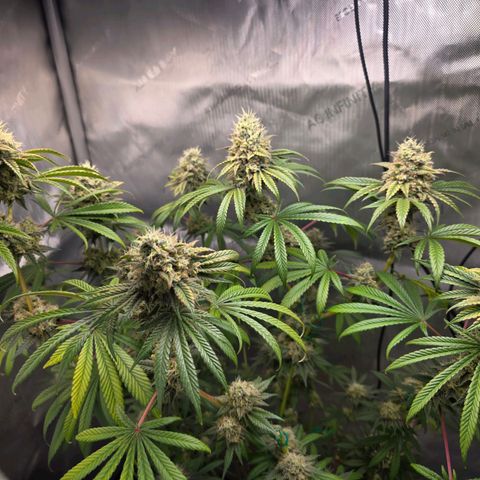 Cob's Copper Candy growlog timeline photo