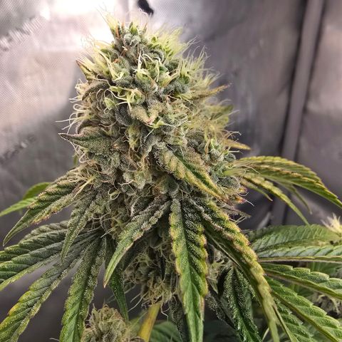 Cob's Copper Candy growlog timeline photo