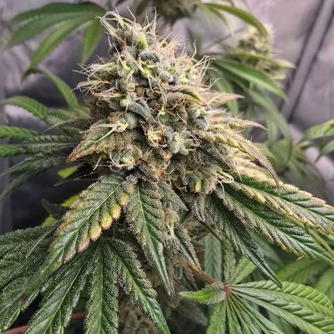 Cob's Copper Candy growlog timeline photo