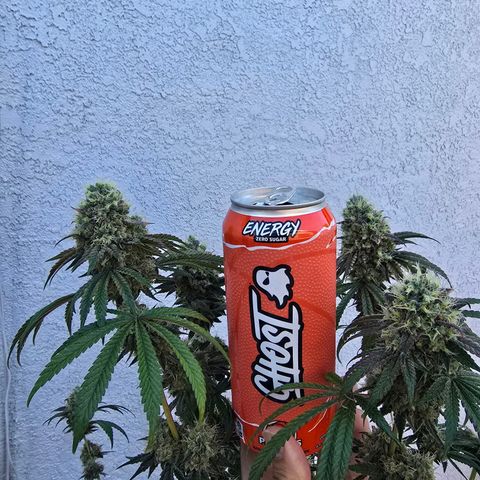 Cob's Copper Candy growlog timeline photo