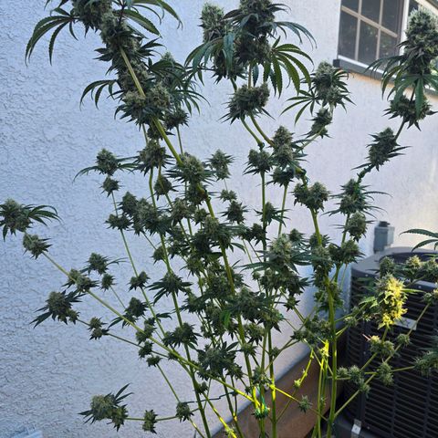 Cob's Copper Candy growlog timeline photo