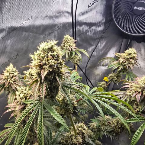 Cob's Copper Candy growlog timeline photo