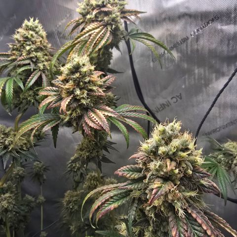Cob's Copper Candy growlog timeline photo