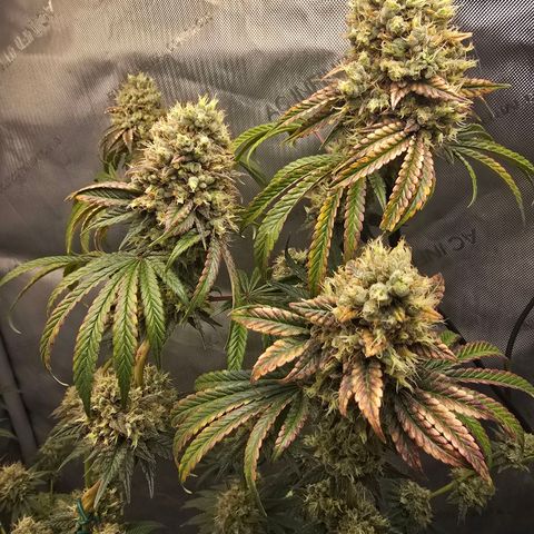 Cob's Copper Candy growlog timeline photo
