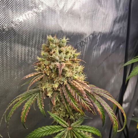 Cob's Copper Candy growlog timeline photo